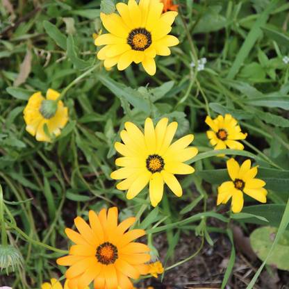 Biosnyg Mixed Colors Dimorphotheca Flower African Daisy-[50 Seeds] Seed