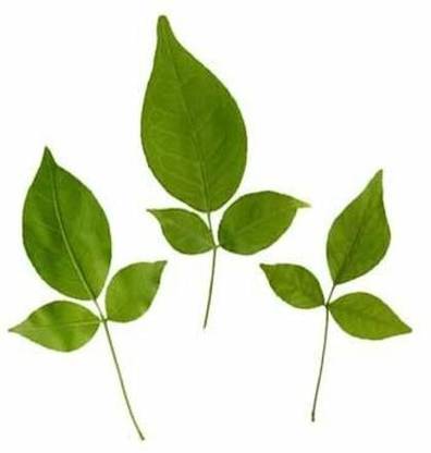 Urancia Bel Patta Bilva Trees Vilva Leaf (1465456123) - 108 Piece Seed
