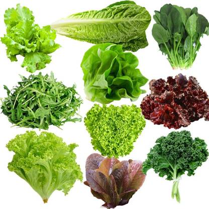 CYBEXIS Spring Salad Mix-10 Var Lettuce,Spinach,Kale,Arugula Seed