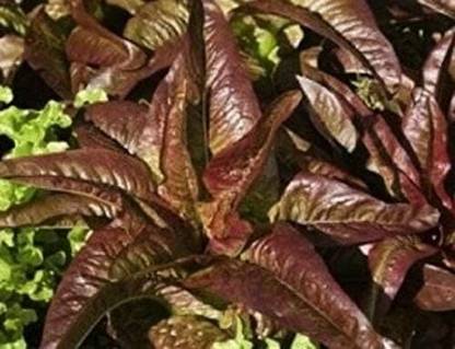 Qualtivate PUAS-4A Red Deer Tongue Lettuce Seeds Seed