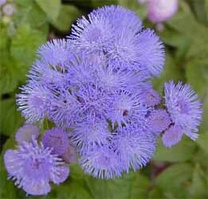 Natural World ageratum Seed