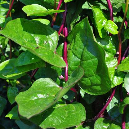 VibeX ® RXI-176 Malabar Spinach Seeds Seed