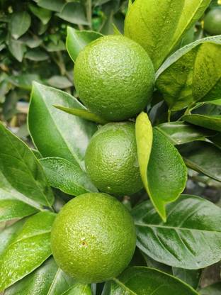 Aywal Mosambi Citrus Limetta -Indian Sweet Seed