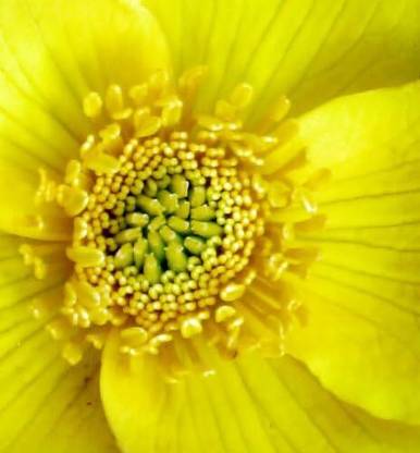 Qualtivate NBIR-510 Yellow SWAMP MARIGOLD Seed