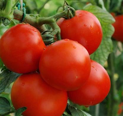 KNESSiN VIX-32 Tomato Moneymaker Seed