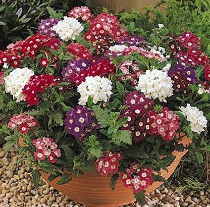 ACCELCROP Verbena Seeds Tuscany Burgundy With Eye Seed