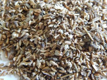Urancia Kashini Kasini Kacini Kasni Chicory Cichorium Intybus Seeds 100g Seed