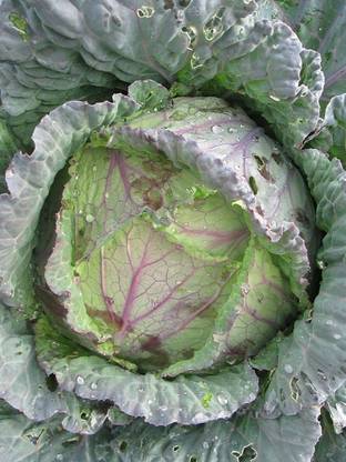 CYBEXIS Good Germination Seeds of Cabbage-250 Seeds Seed