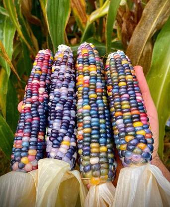 VibeX ® XLR-207 Multi Colored Translucent Rainbow Flint Corn Seed