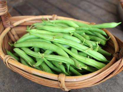 PlantN beens seed Seed