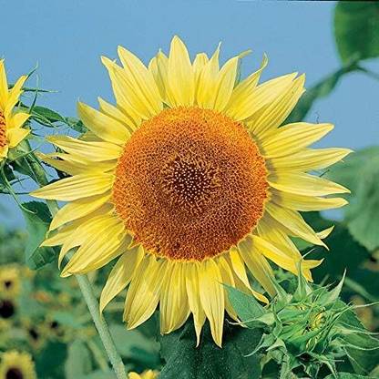 Qualtivate XXX-4A Russian Mammoth Sunflower Seed