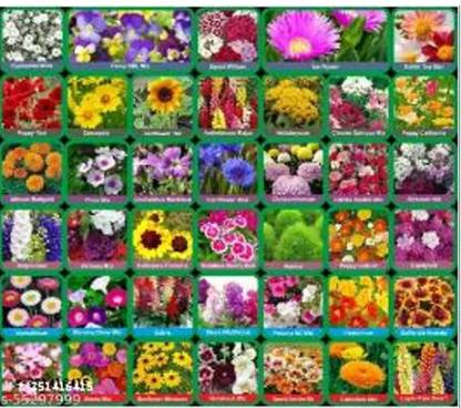 amseeds 20 variety flower seeds combo pack all seasion Seed