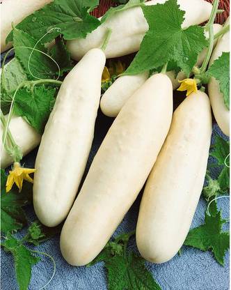 MOTREX White Wonder Cucumber Seeds Seed