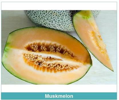 MRCY Organic Muskmelon sweet honeydew Seed