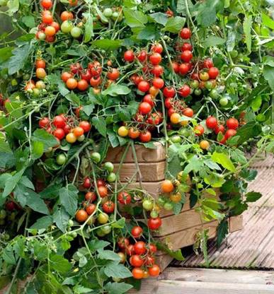 ActrovaX Tomato Cherry - LIZZANO F1-Seeds - Late Blight Tolerant Seed