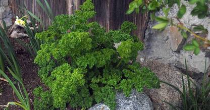 VibeX ® LXI-257 Parsley Seeds - Double Curled Seed