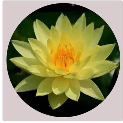 VibeX GBPUT-78 - Aquatic Water Lily/Lotus - (90 Seeds) Seed