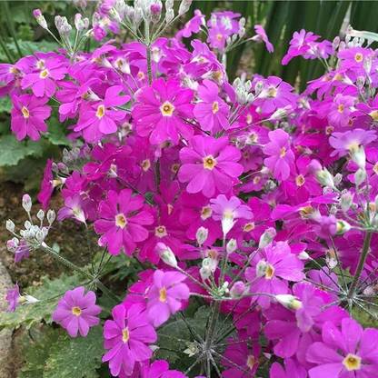 NooElec Seeds India 50+ SEEDS All Year Growing Japanese Flower Sakurasou (Primula Sieboldii) Seed