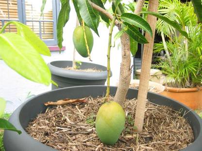 Puspita Alphonso Mango Plant Sweet Dwarf Variety Short Time Fruiting Seed