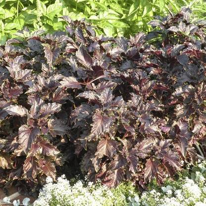VibeX ® XLR-36 HEIRLOOM Purple Ruffles Basil Seed