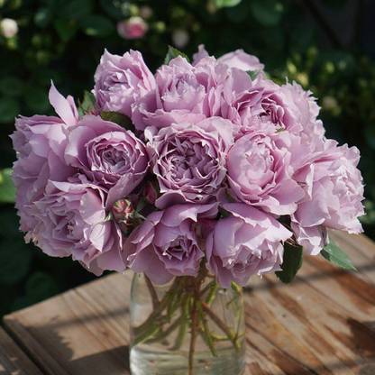 WILLVINE XXL-34-Kong Meng Chinese Rose Lavender Blue Seed