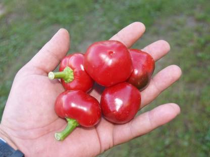 Qualtivate XXX-4A Chilli Pepper Hot Round Seed