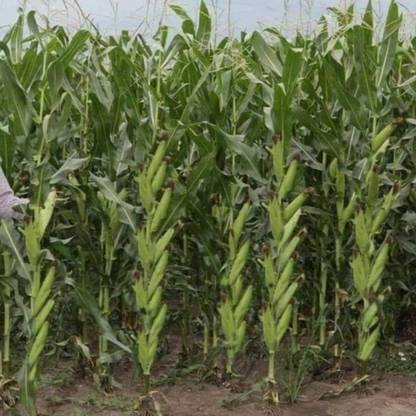 MAIZE maize seeds highest yield Verity 100g Seed