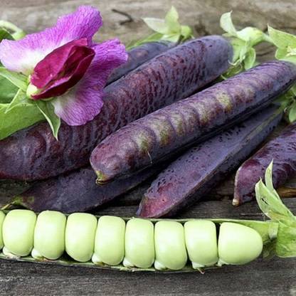 KNESSiN Pea Bean Violet Ezethas Seed
