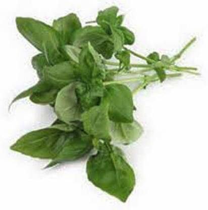 WILLVINE Sweet Genovese Basil-[200 Seeds] Seed