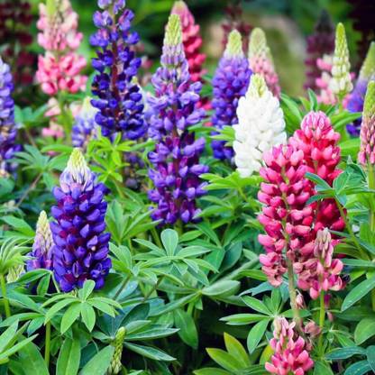 CWAN Lupine Summer Blend - Lupinus Polyphyllus Flower Seed