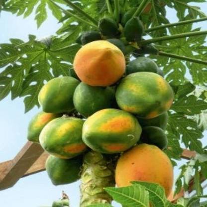 Aywal Indian Papaya Fruit Seeds Seed