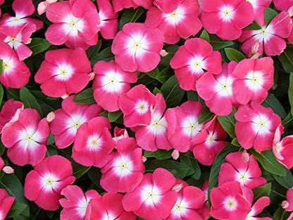 VibeX XLL-1 - Mixed Vinca Rosea Catharanthus roseus periwinkle Flower - (180 Seeds) Seed