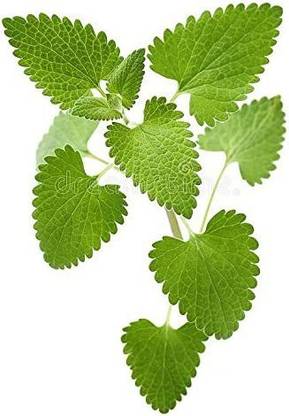 VibeX GUA-66 - Catnip - (1500 Seeds) Seed
