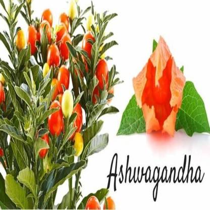 Ovule Ashwagandha Flower (Multicolour) Seed