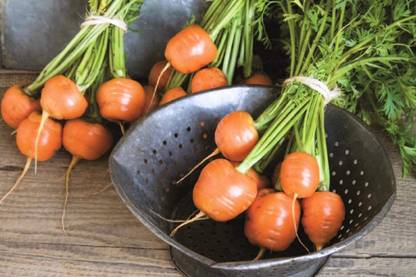 VibeX GUA-49 - Round Carrots for Small Spaces - (750 Seeds) Seed