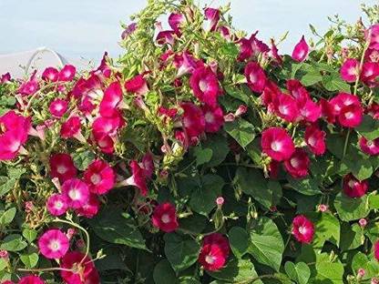 VibeX TLX-41 - Morning Glory Red - (100 Seeds) Seed
