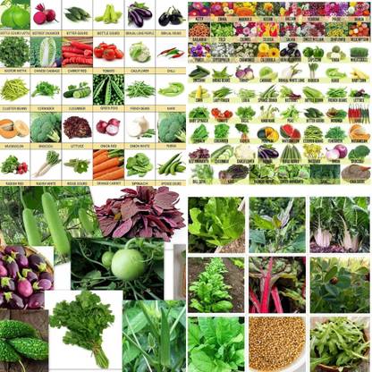 ibains Vegetable seeds for summer biij 231 Seed