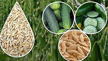 Qualtivate RES-8A Cucumber for Kitchen Gardening Seed