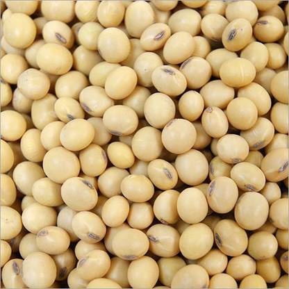 Shree Ganga Enterprise Organic Soybean Seeds for farming and garderning Seed