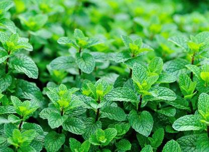 CYBEXIS Organic Mint Vegetable Seeds700 Seeds Seed