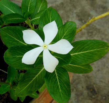 Greenwill Periwinkle White Flower, Sadabahar White, White Vinca Flower Seeds Seed