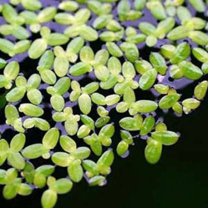 Livegrow Lemna minor Seed
