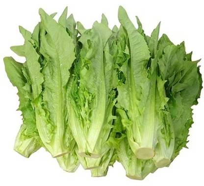 BJUBAS Romaine lettuce seeds for home garden Seed