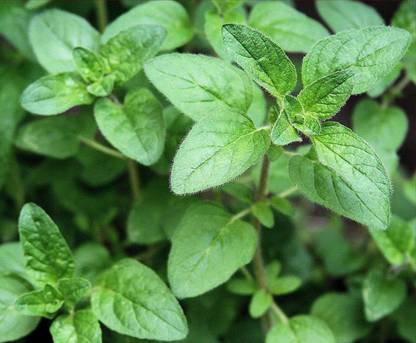 VibeX KGF -54 - Herb Marjoram Oregano - (450 Seeds) Seed