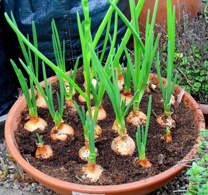 VibeX HUA-48 - Yellow Onion - (4500 Seeds) Seed