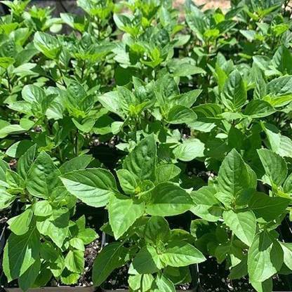 VibeX ® RXI-7 Basil 'Greek Columnar' Seed