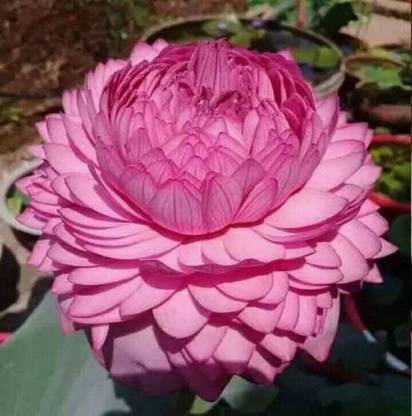 LPR LOTUS Seed
