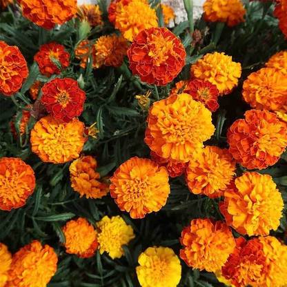 Arshiayat marigold flower Seed