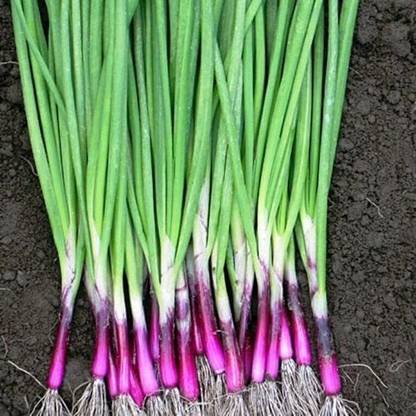 VibeX HUA-31 - Red Welsh Onion - (1500 Seeds) Seed