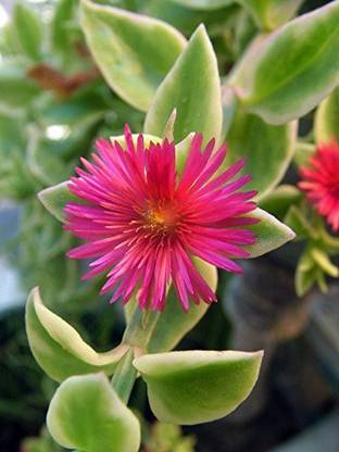 CYBEXIS XLL-52 - Livingston Daisy Flowers - (60 Seeds) Seed